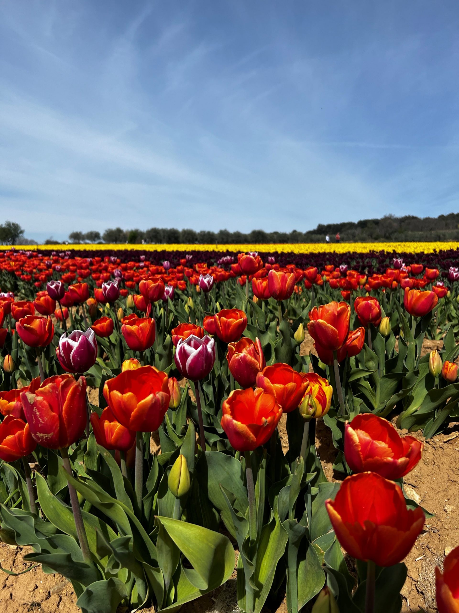 Champ de tulipes - La Brillanne (04)